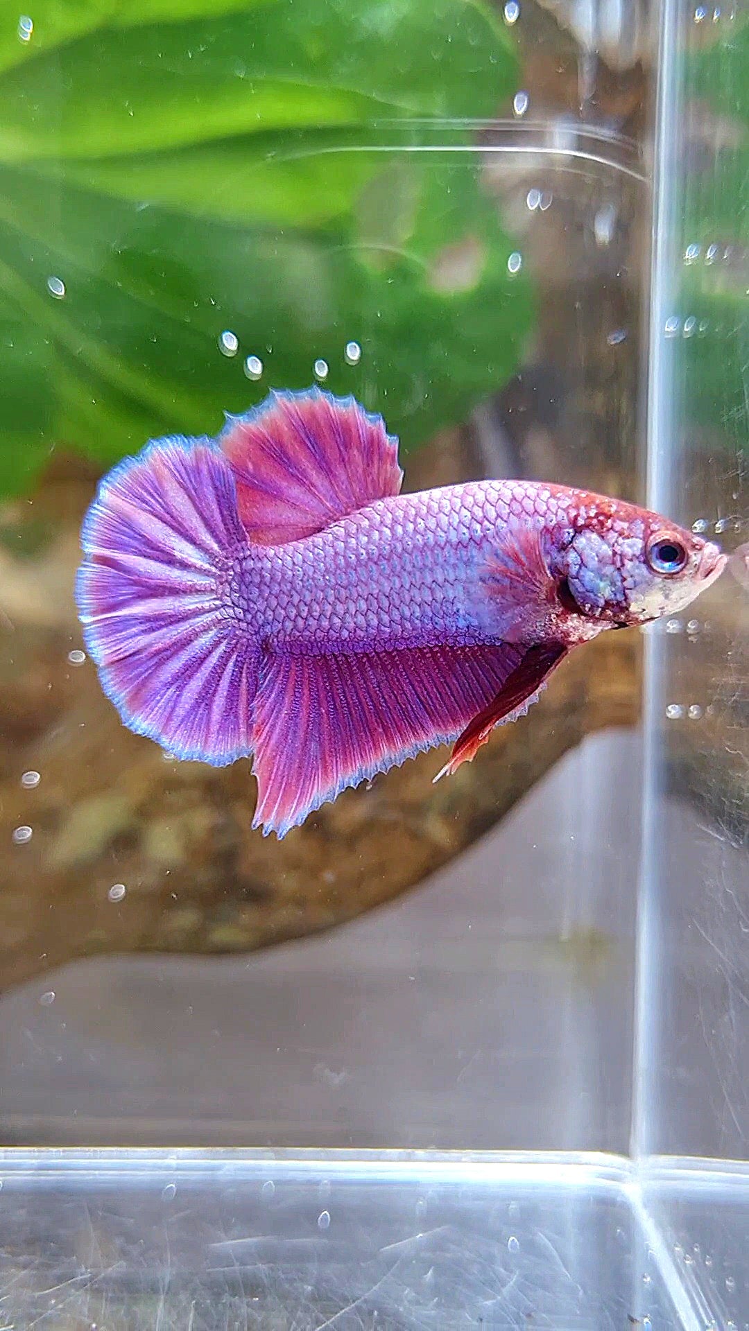 PLAKAT SUPER PURPLE SOLID BETTA FISH
