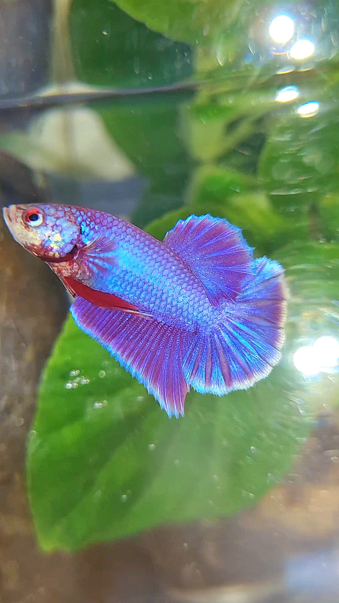 PLAKAT SUPER PURPLE SOLID BETTA FISH