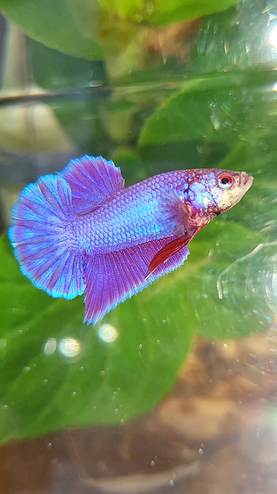 PLAKAT SUPER PURPLE SOLID BETTA FISH