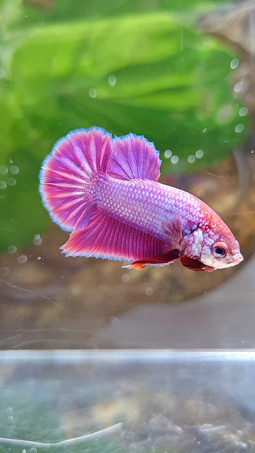 PLAKAT SUPER PURPLE SOLID BETTA FISH