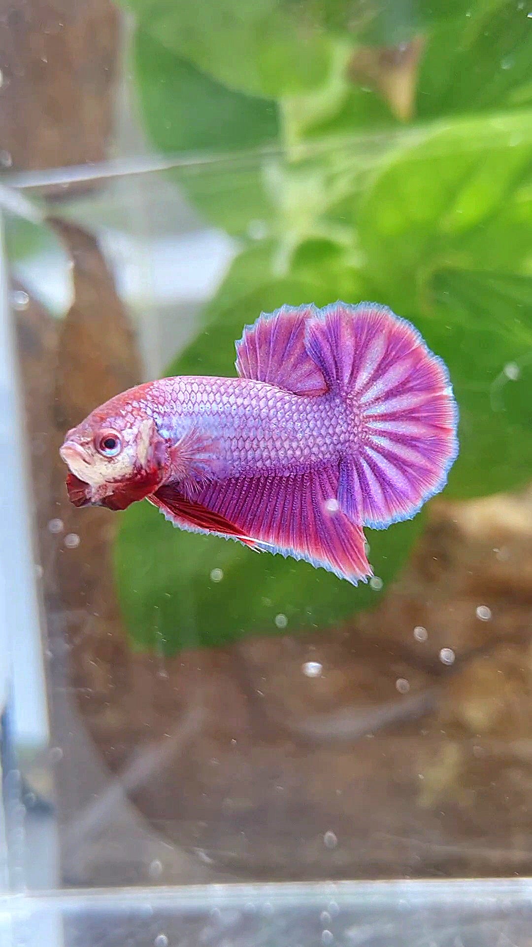 PLAKAT SUPER PURPLE SOLID BETTA FISH