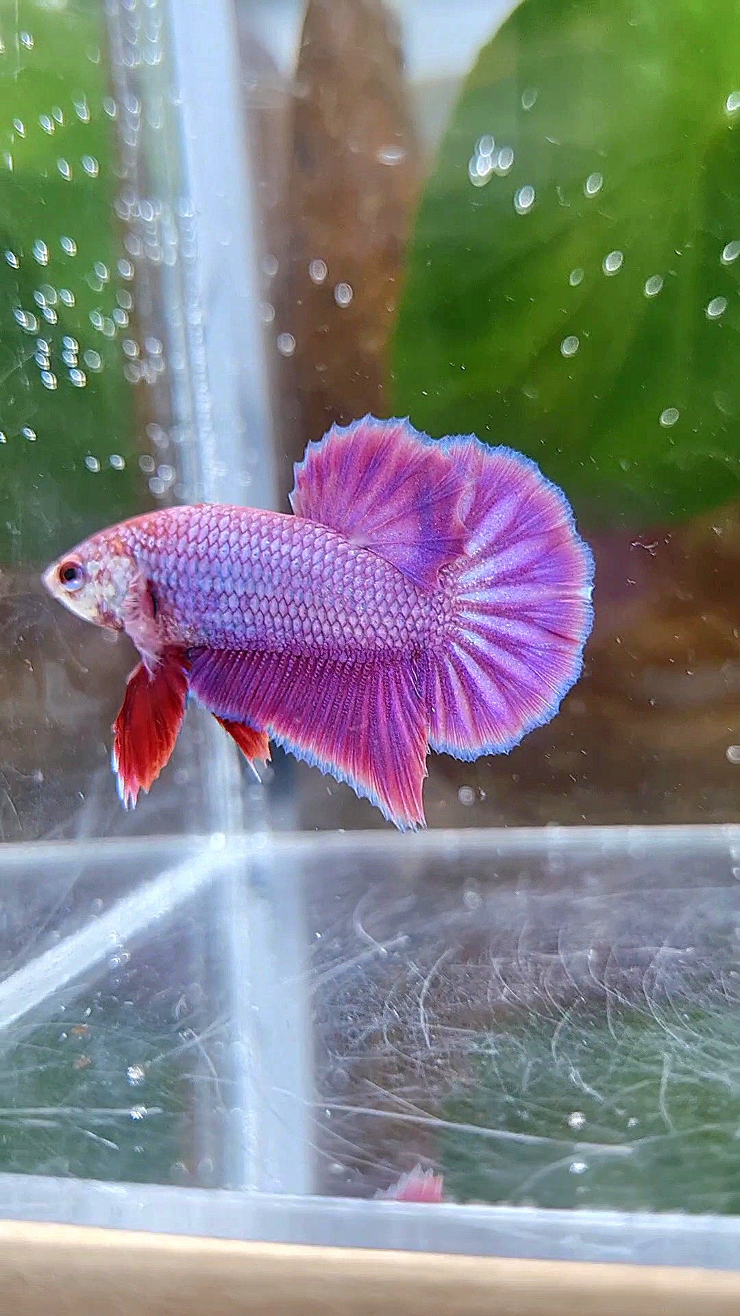 PLAKAT SUPER PURPLE SOLID BETTA FISH