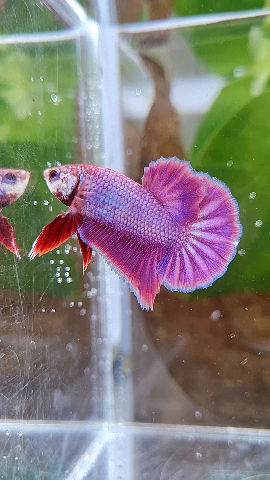 PLAKAT SUPER PURPLE SOLID BETTA FISH