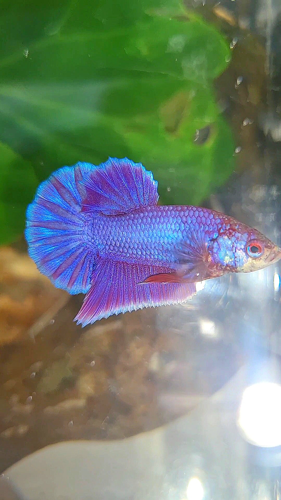 PLAKAT SUPER PURPLE SOLID BETTA FISH