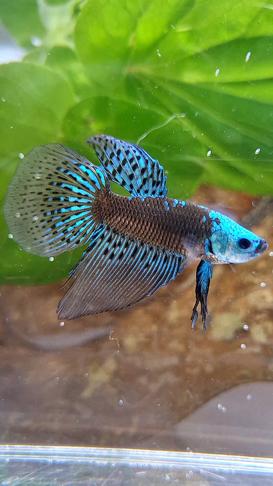 LONGFIN ALIEN SAMURAI BLUE GREEN HYBRID WILD BETTA FISH