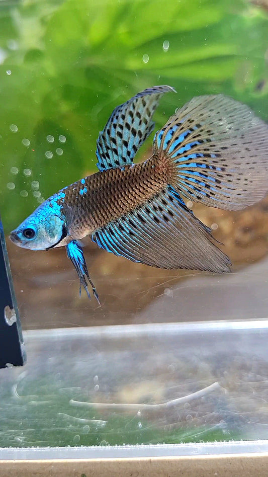 LONGFIN ALIEN SAMURAI BLUE GREEN HYBRID WILD BETTA FISH