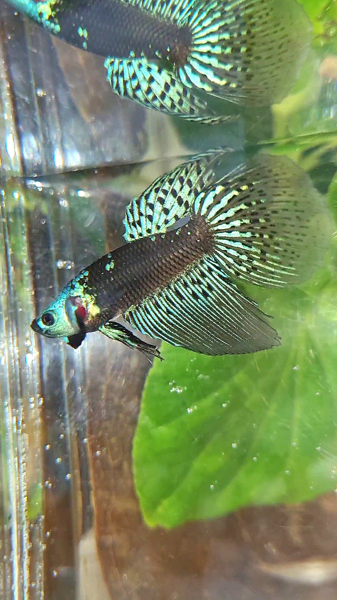 LONGFIN ALIEN SAMURAI BLUE GREEN HYBRID WILD BETTA FISH