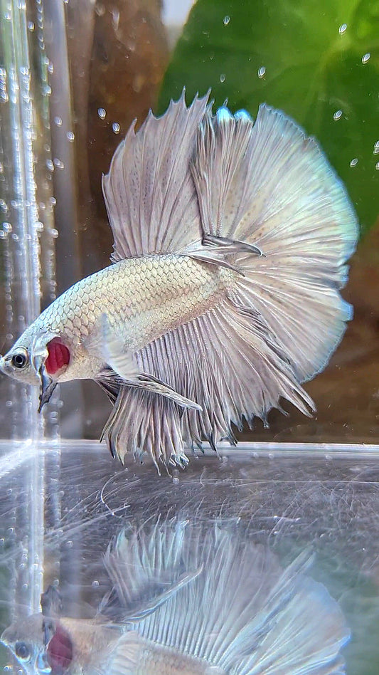 HALFMOON ROSETAIL SUPER COPPER BETTA FISH