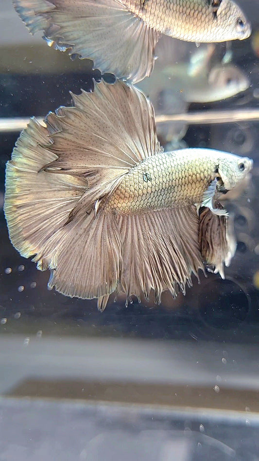 HALFMOON ROSETAIL SUPER COPPER BETTA FISH