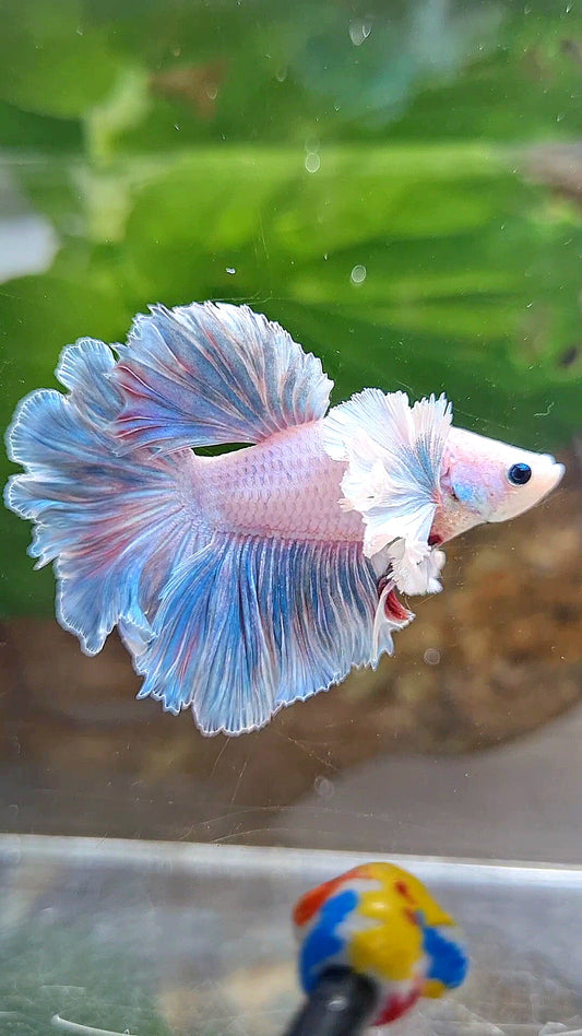HALFMOON FEATHER TAIL DUMBO EAR BLUE GRIZZLE BETTA FISH