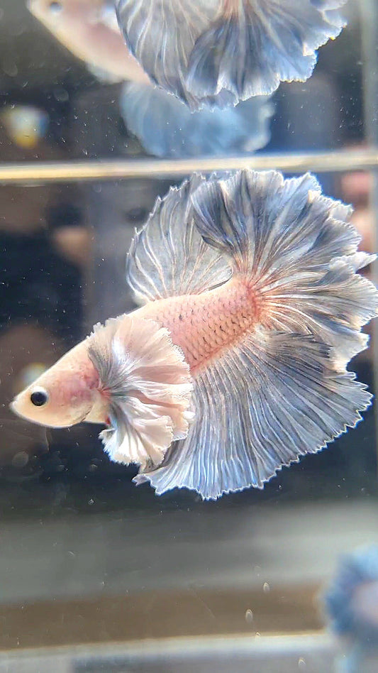 HALFMOON SUPER DUMBO EAR ROSETAIL BLUE GRIZZLE BETTA FISH