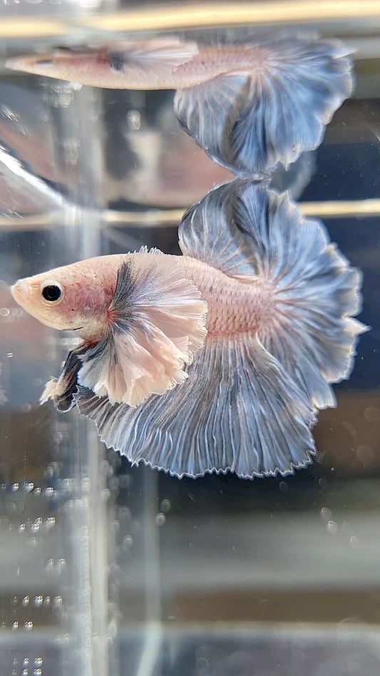 HALFMOON SUPER DUMBO EAR ROSETAIL BLUE GRIZZLE BETTA FISH
