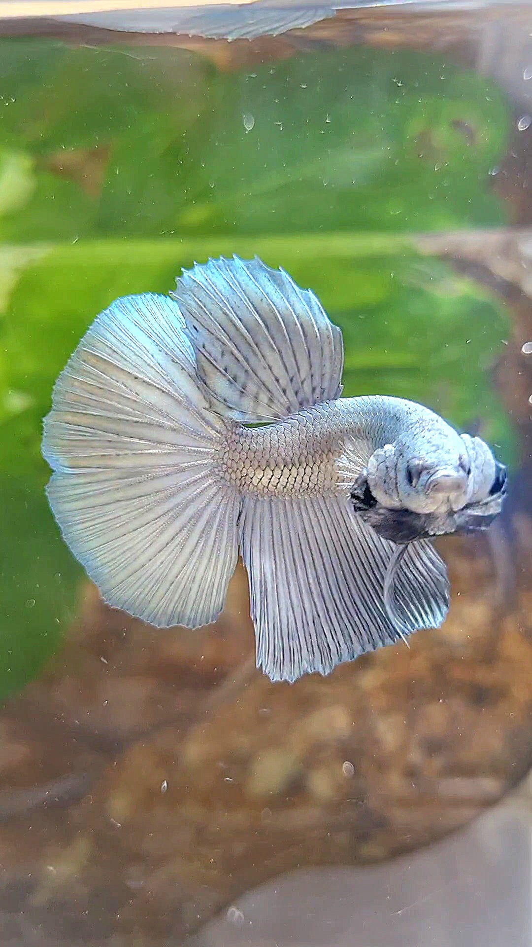 HALFMOON SUPER COPPER SOLID BETTA FISH