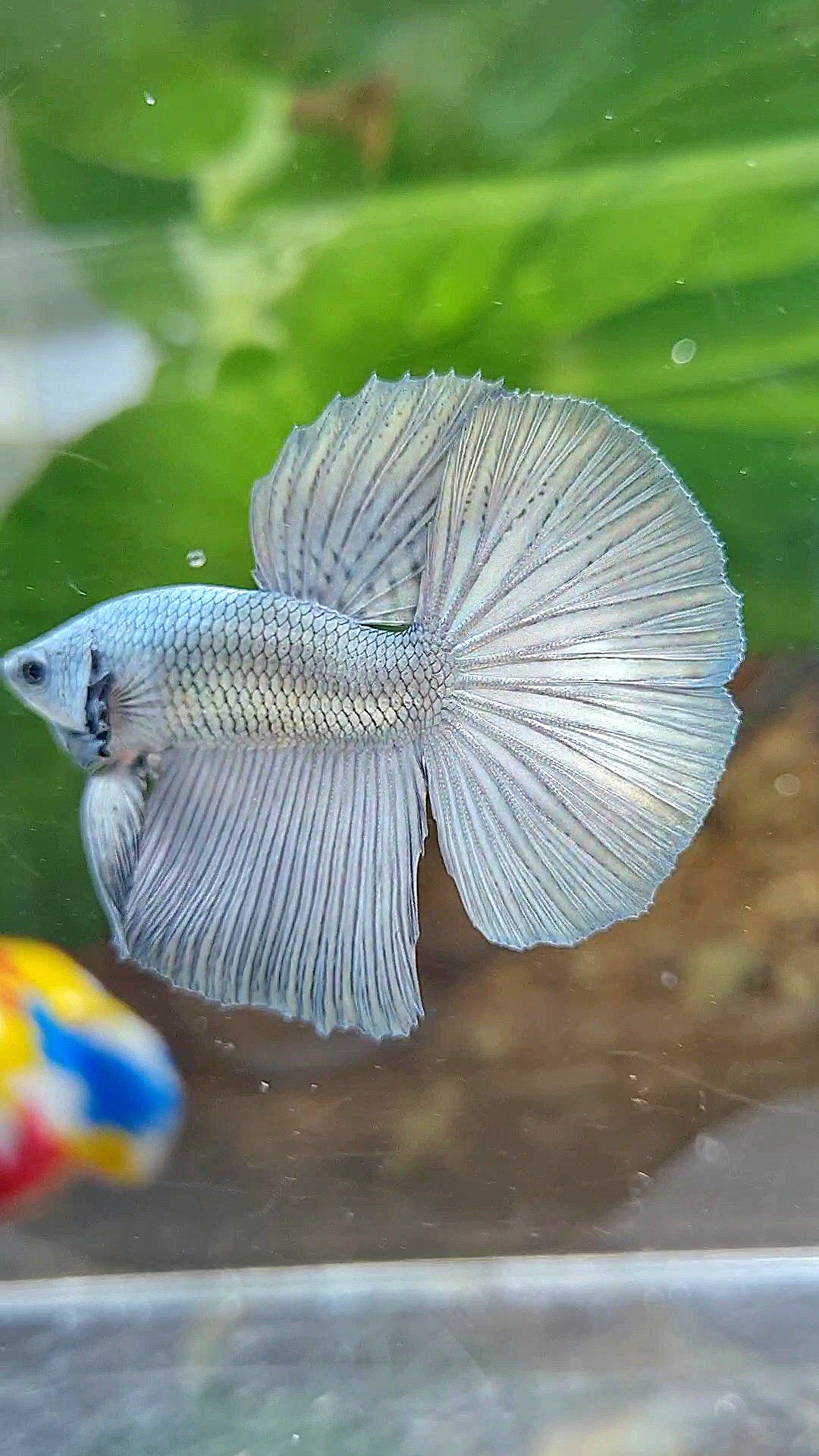 HALFMOON SUPER COPPER SOLID BETTA FISH