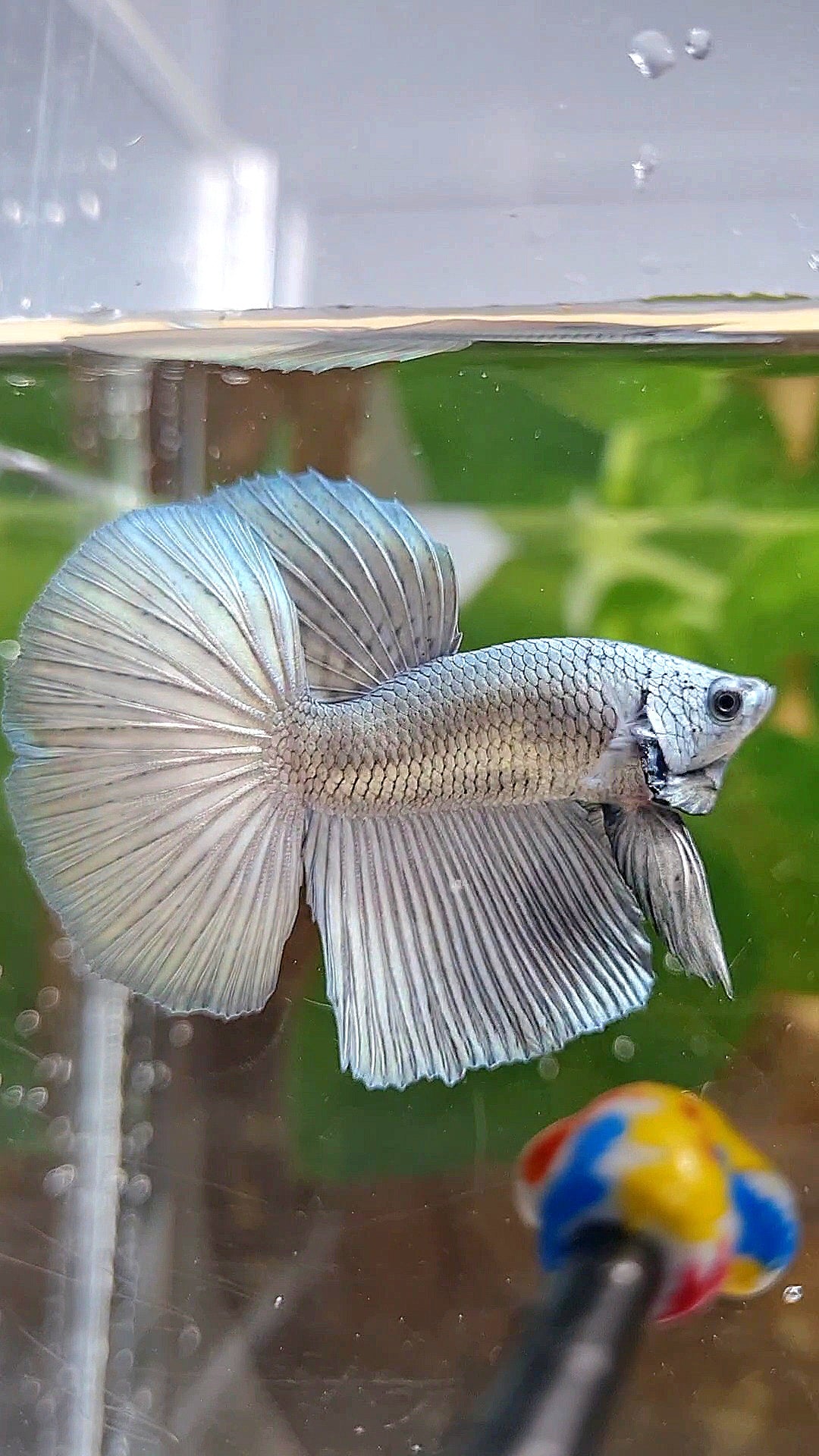 HALFMOON SUPER COPPER SOLID BETTA FISH