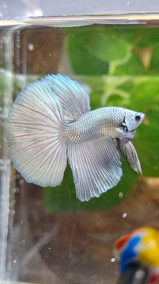 HALFMOON SUPER COPPER SOLID BETTA FISH