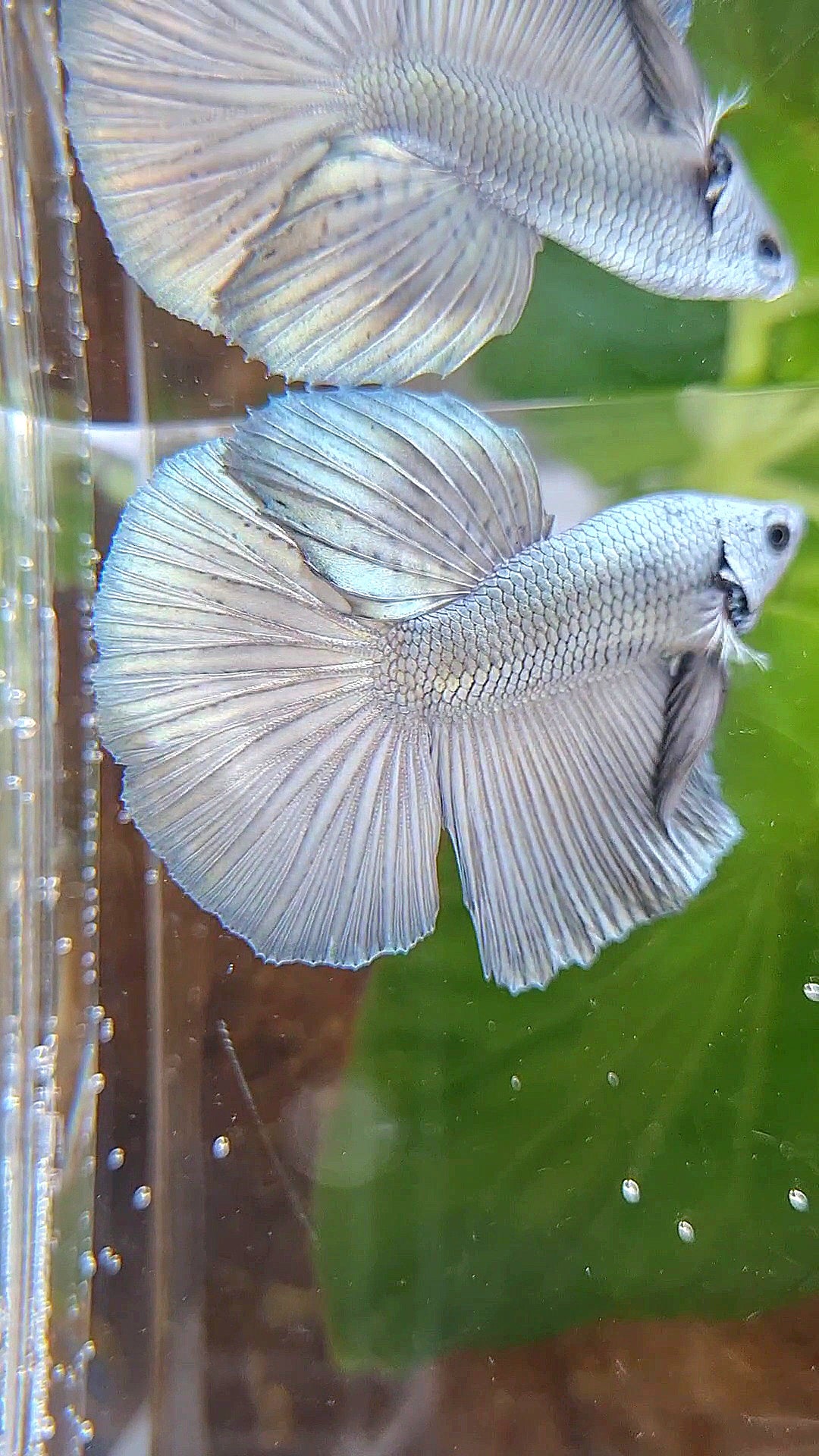 HALFMOON SUPER COPPER SOLID BETTA FISH