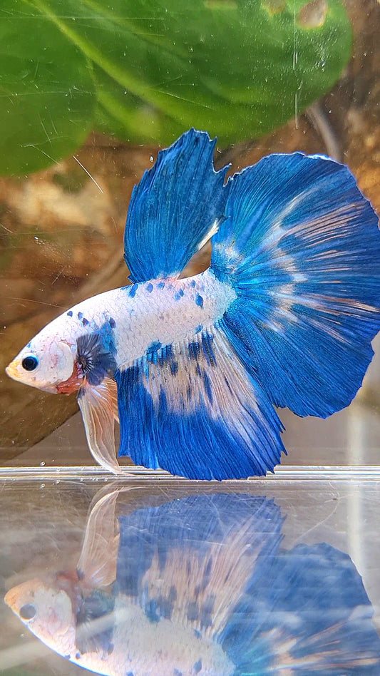 HALFMOON ROSETAIL WHITE BLUE RIM DOTS MARBLE BETTA FISH