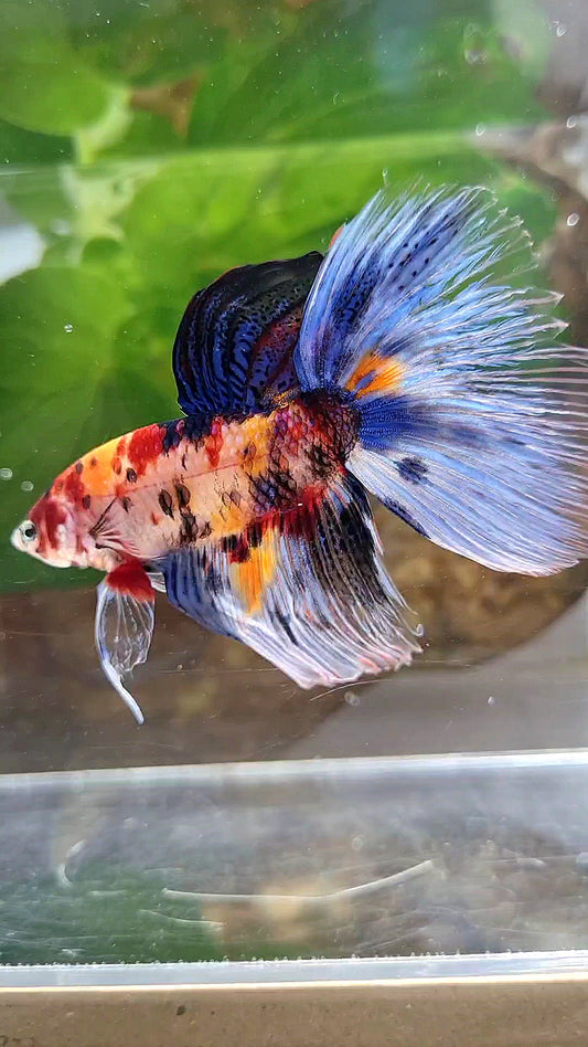 XL HALFMOON KOI MULTICOLOR TIGER BETTA FISH