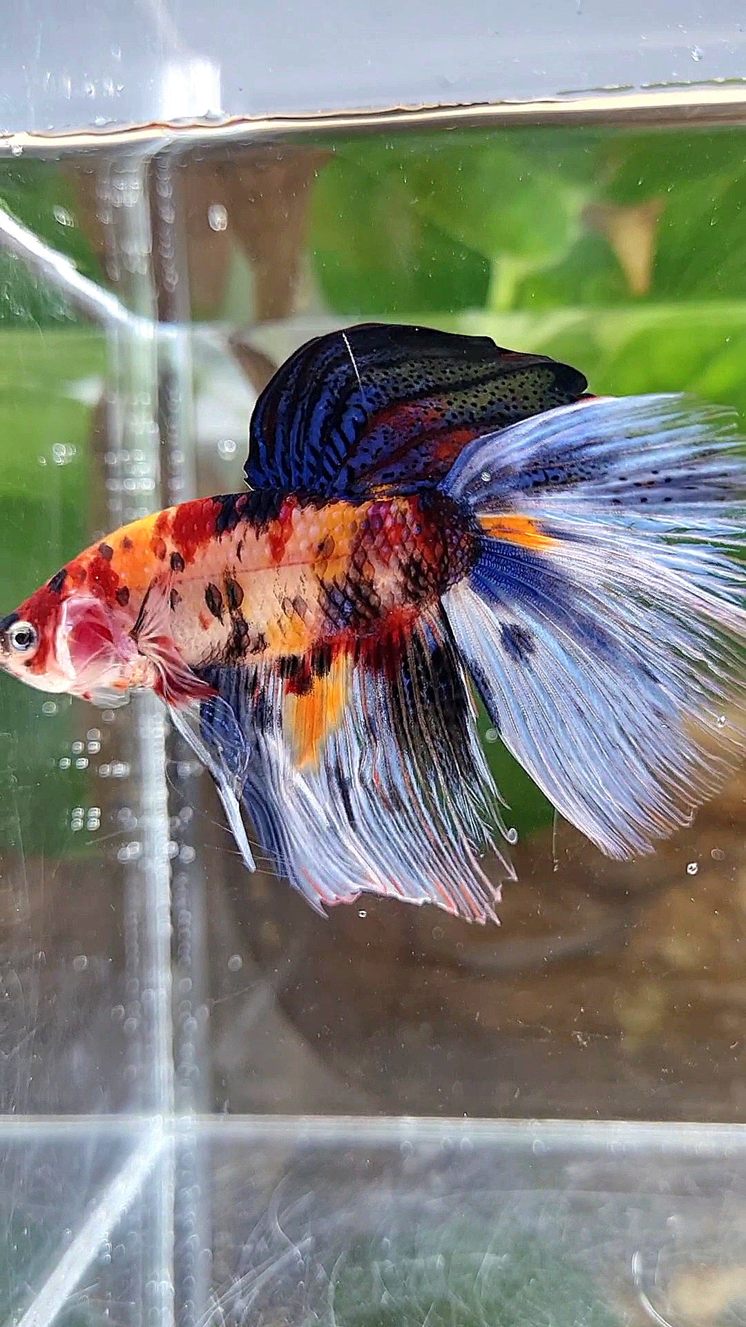 XL HALFMOON KOI MULTICOLOR TIGER BETTA FISH
