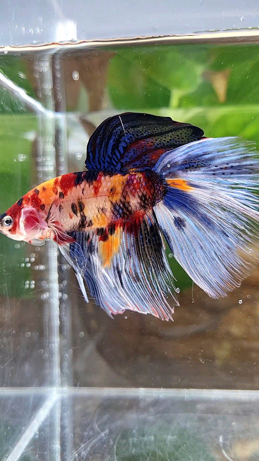 XL HALFMOON KOI MULTICOLOR TIGER BETTA FISH
