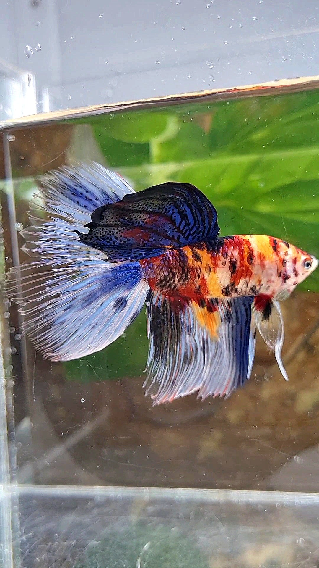 XL HALFMOON KOI MULTICOLOR TIGER BETTA FISH
