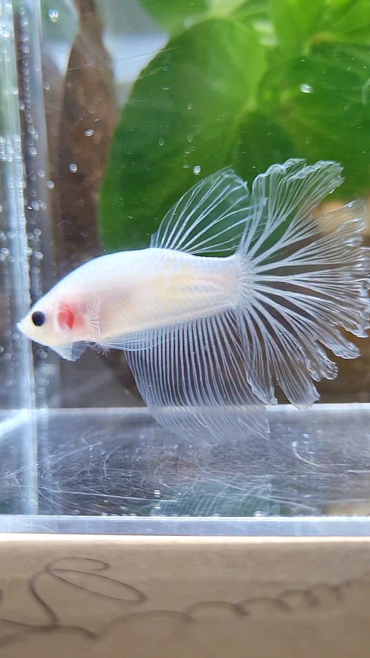 HALFMOON ROSETAIL CELLOPHANE TRANSPARENT BETTA FISH