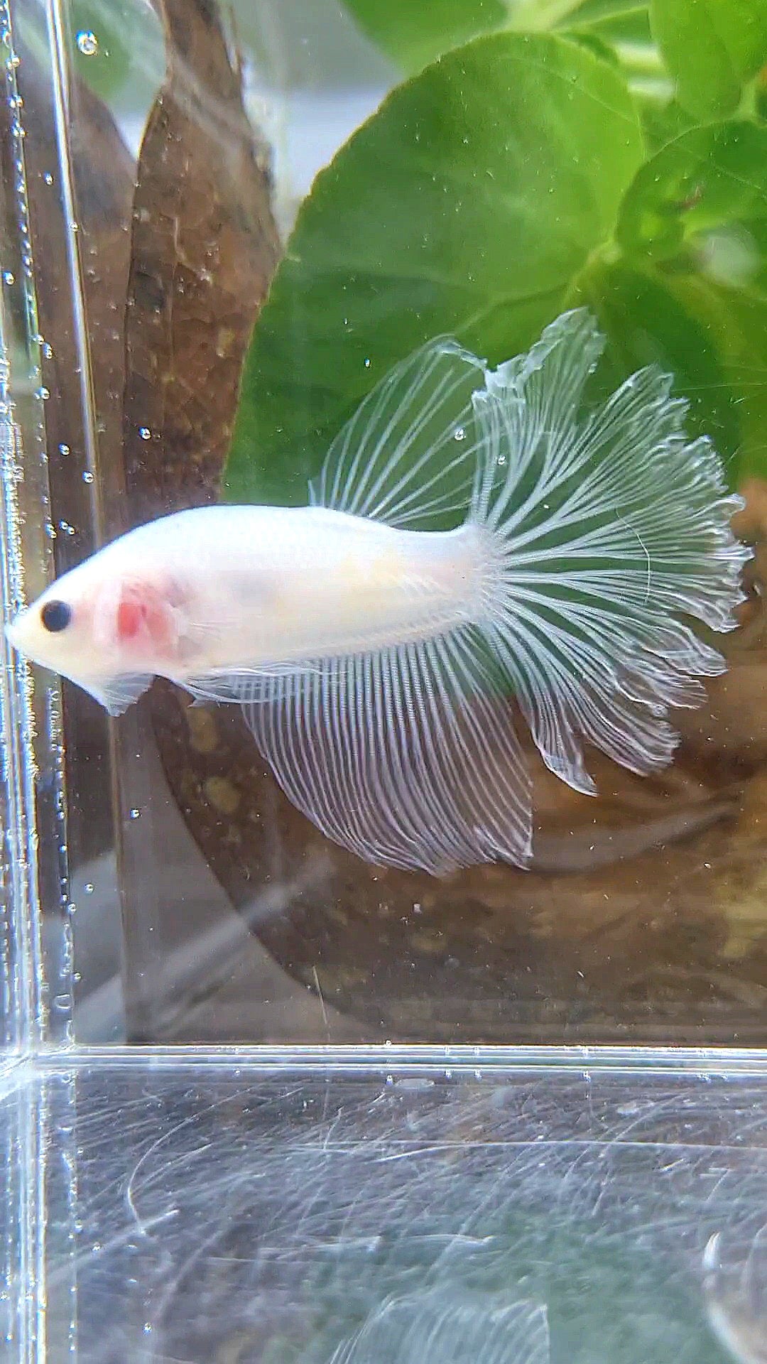 HALFMOON ROSETAIL CELLOPHANE TRANSPARENT BETTA FISH