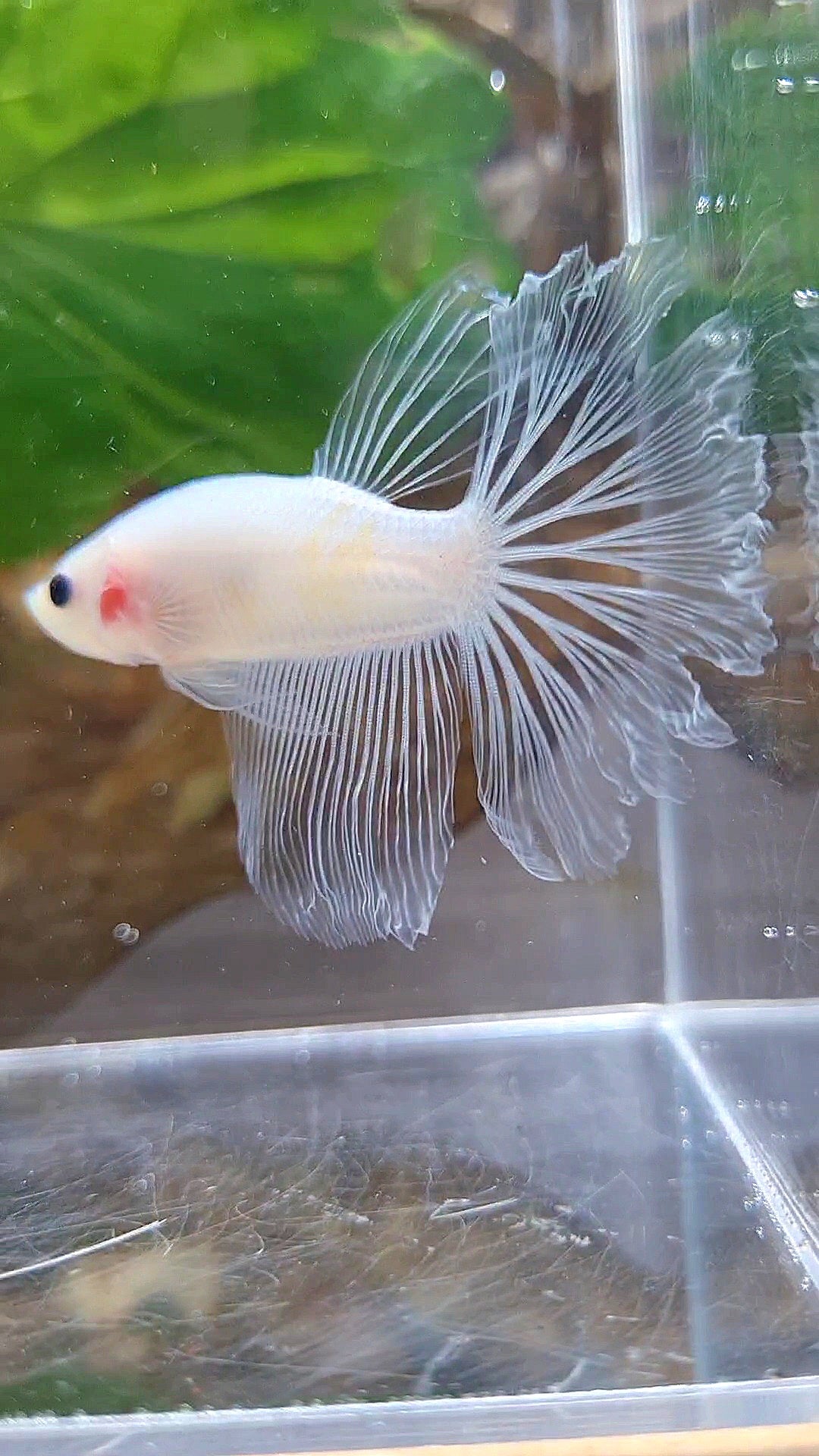 HALFMOON ROSETAIL CELLOPHANE TRANSPARENT BETTA FISH