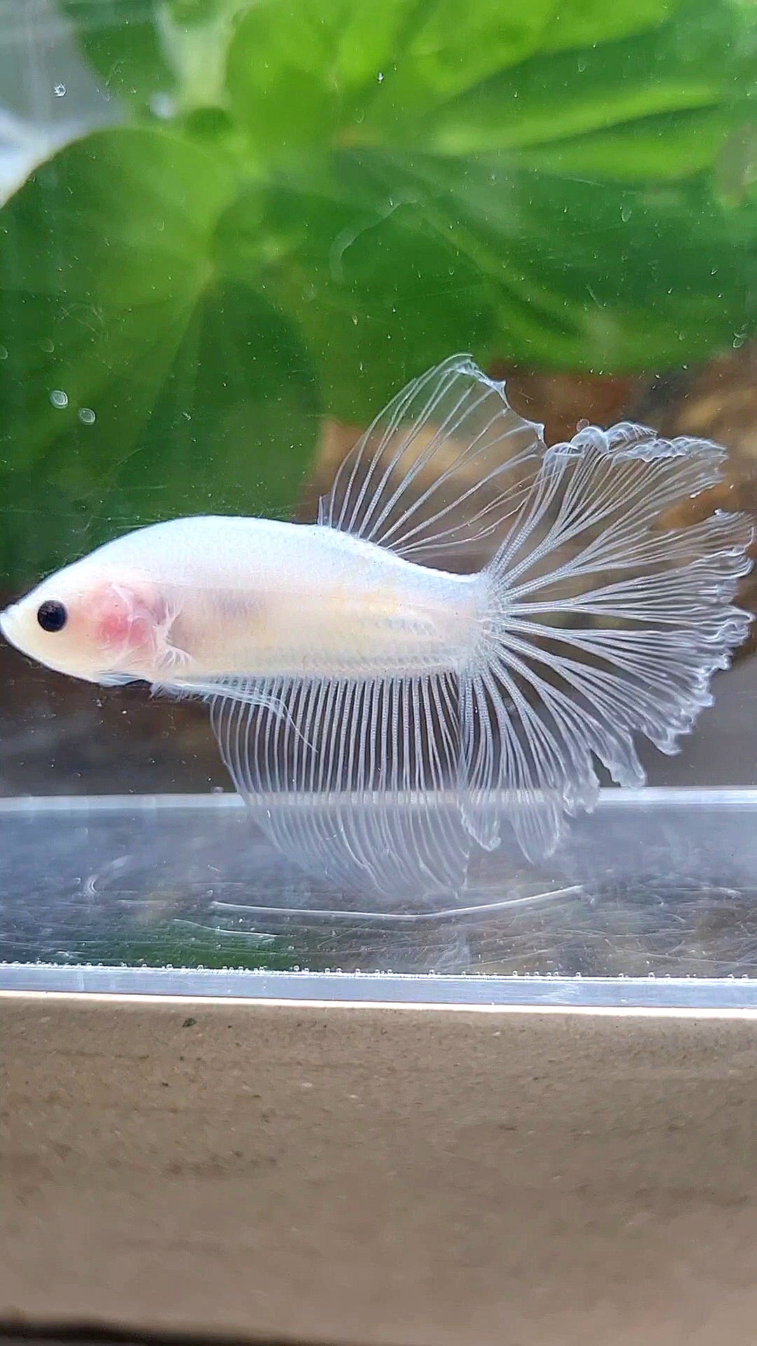 HALFMOON ROSETAIL CELLOPHANE TRANSPARENT BETTA FISH
