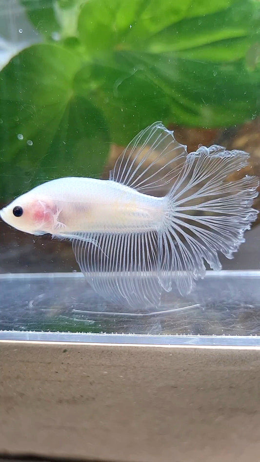 HALFMOON ROSETAIL CELLOPHANE TRANSPARENT BETTA FISH