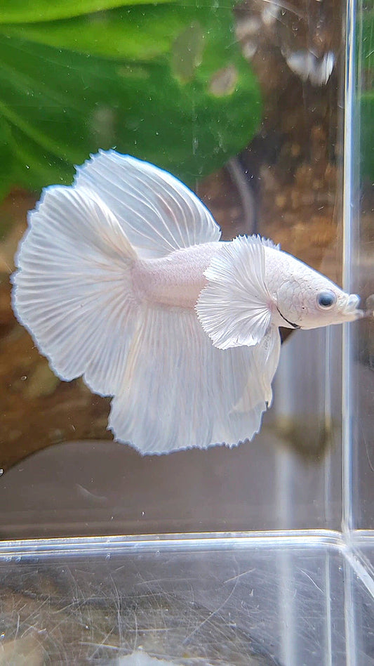 HALFMOON DUMBO EAR WHITE PLATINUM BETTA FISH