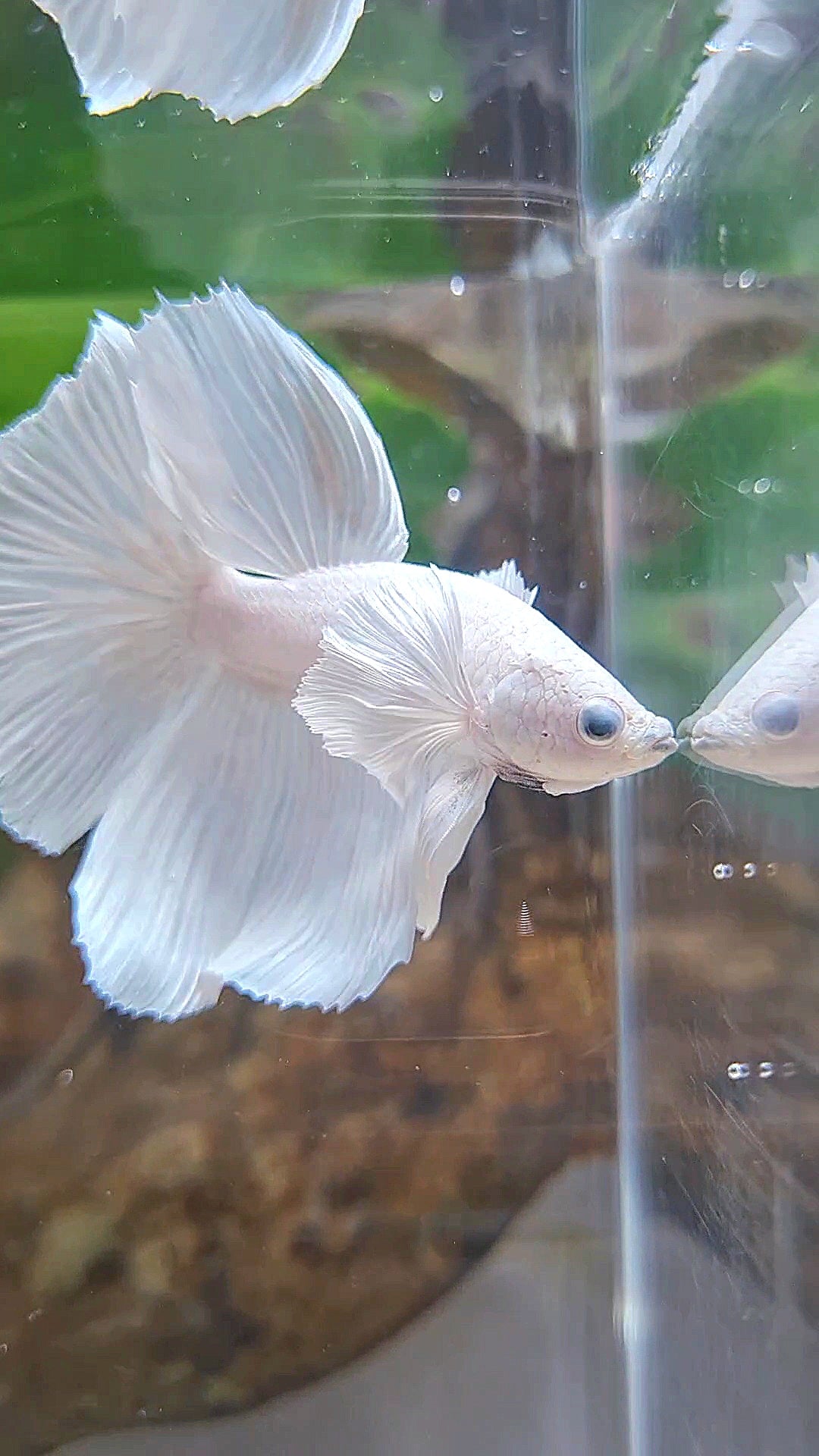 HALFMOON DUMBO EAR WHITE PLATINUM BETTA FISH