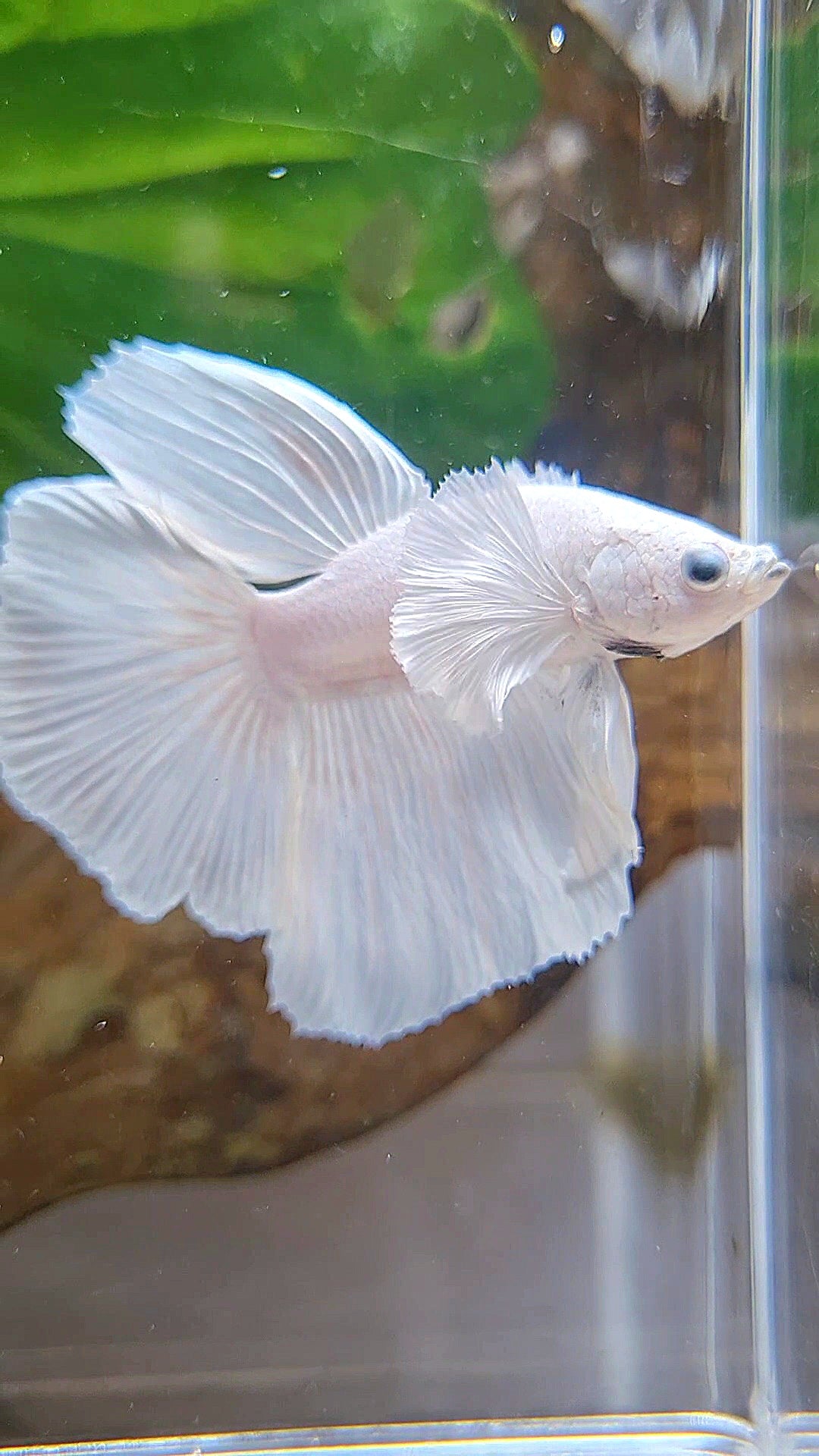 HALFMOON DUMBO EAR WHITE PLATINUM BETTA FISH