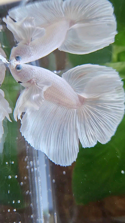 HALFMOON DUMBO EAR WHITE PLATINUM BETTA FISH