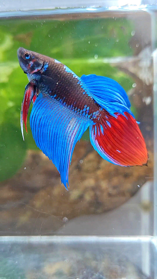 VEILTAIL BLACK SAPPHIRE AVATAR BETTA FISH