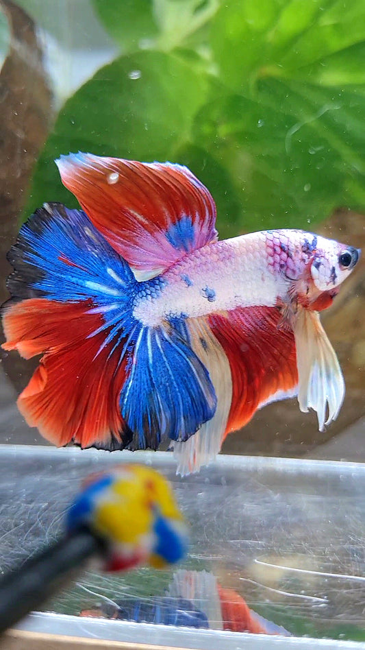 HALFMOON OVER ROSETAIL FANCY PATTERN RED MULTICOLOR BETTA FISH