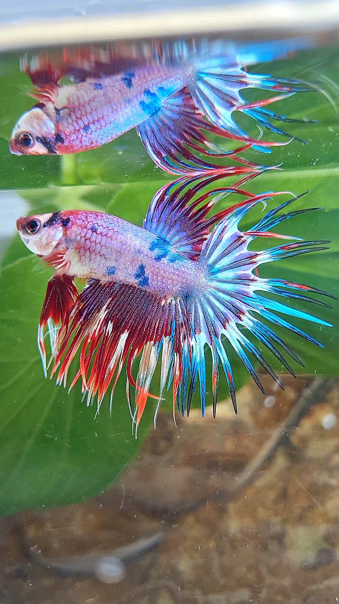 CROWNTAIL PURPLE FANCY MULTICOLOR BETTA FISH