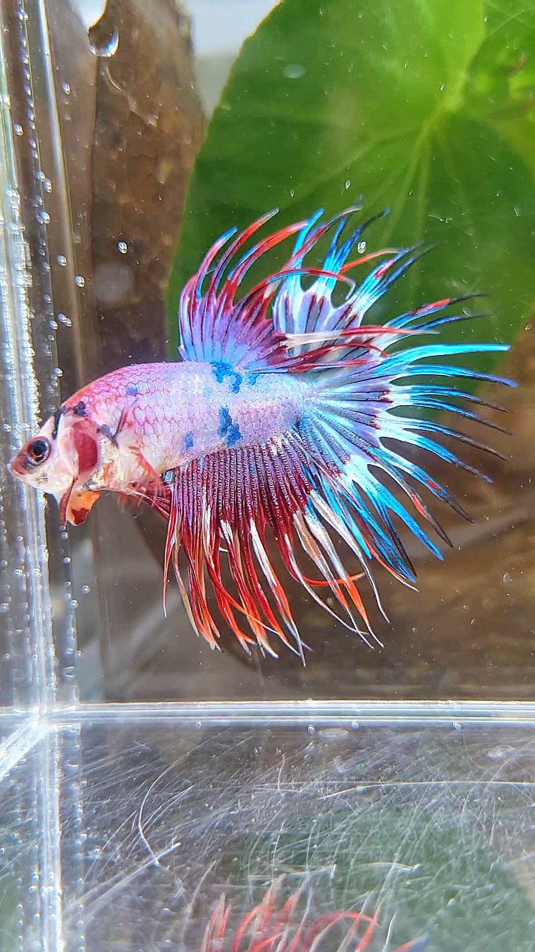 CROWNTAIL PURPLE FANCY MULTICOLOR BETTA FISH