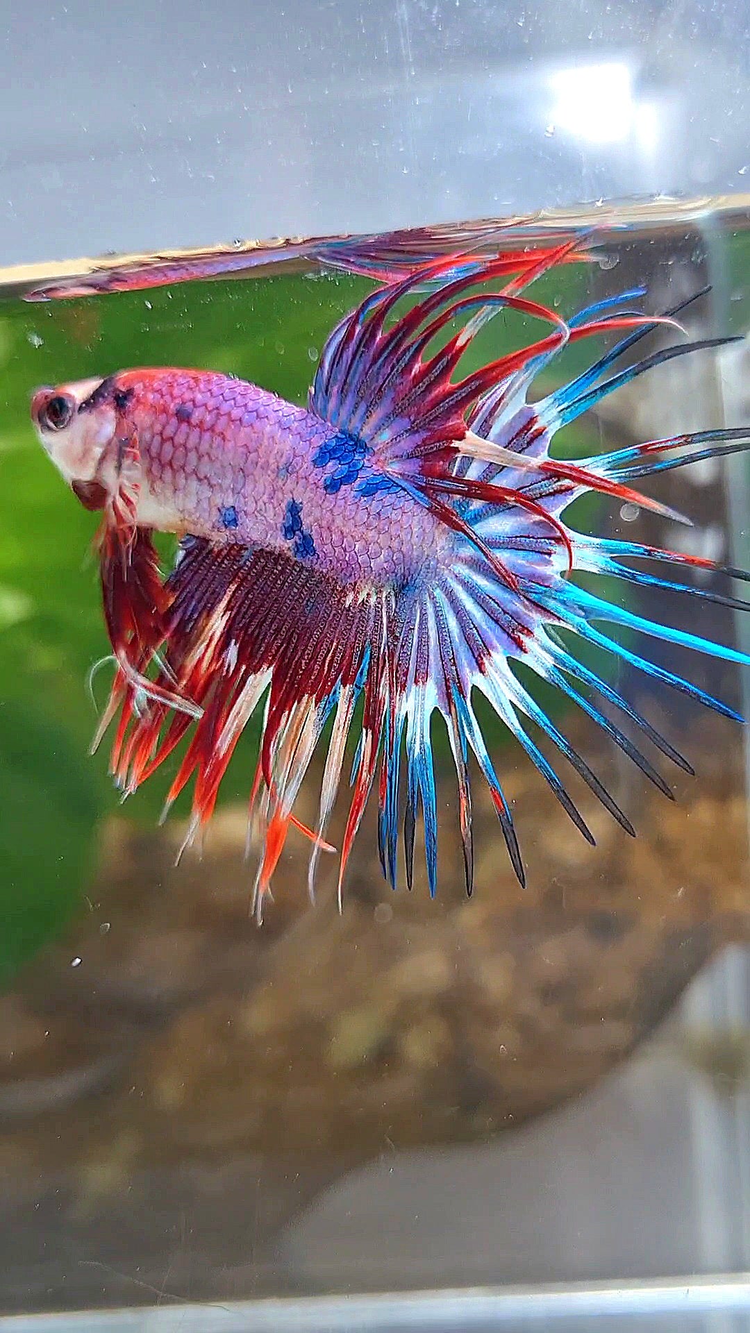 CROWNTAIL PURPLE FANCY MULTICOLOR BETTA FISH