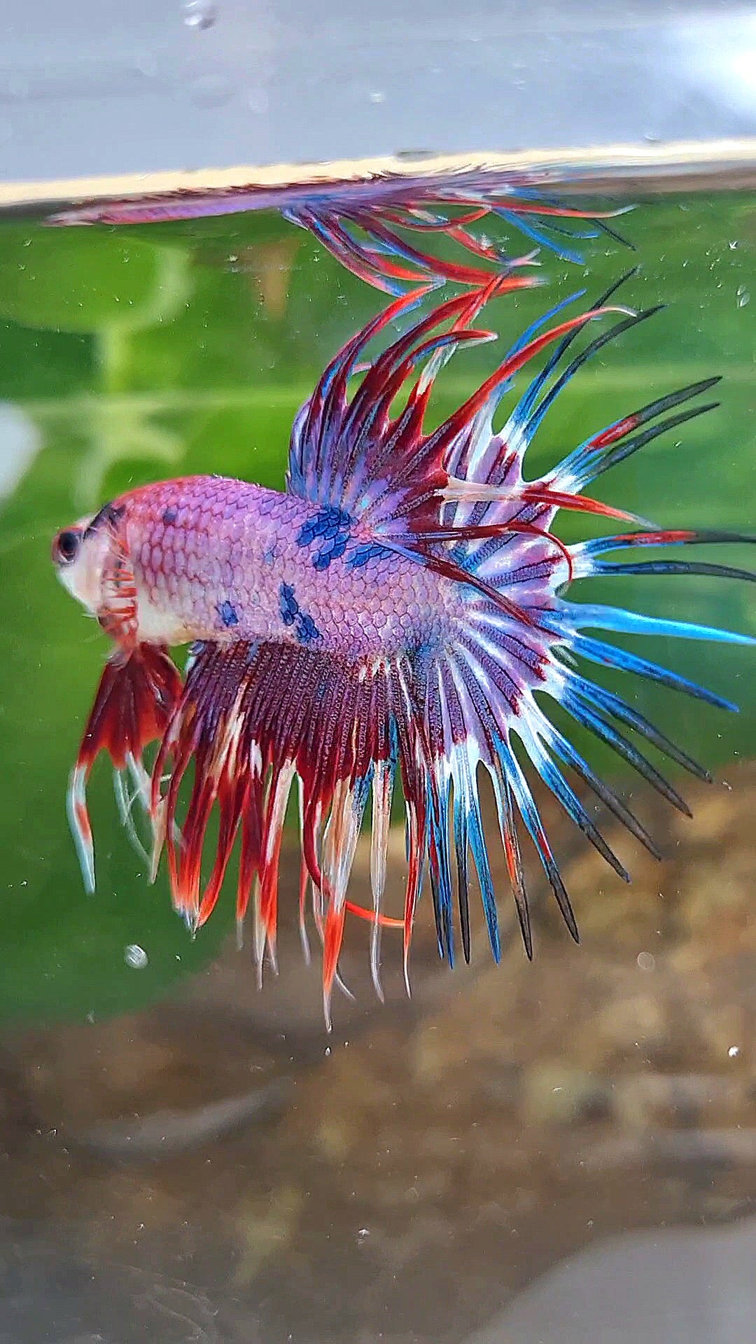 CROWNTAIL PURPLE FANCY MULTICOLOR BETTA FISH