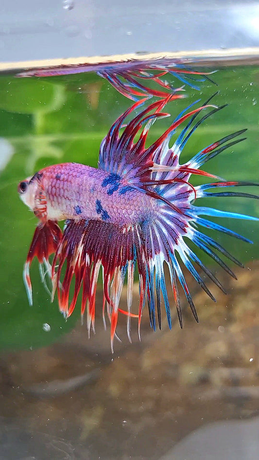 CROWNTAIL PURPLE FANCY MULTICOLOR BETTA FISH