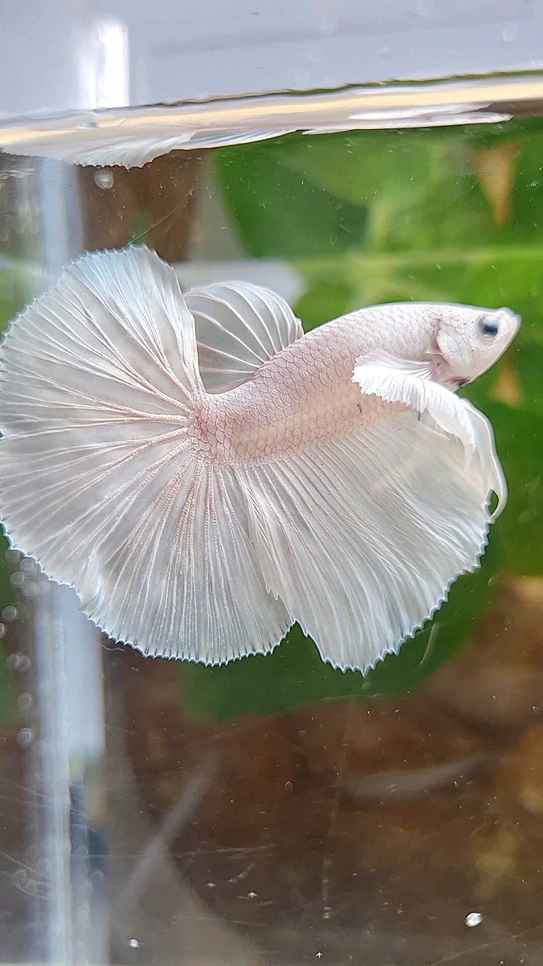 HALFMOON DUMBO EAR ROSETAIL WHITE PLATINUM BETTA FISH