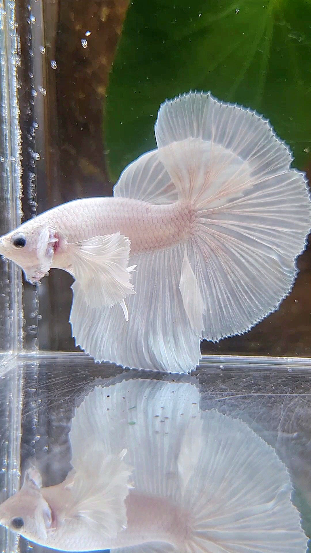 HALFMOON DUMBO EAR ROSETAIL WHITE PLATINUM BETTA FISH