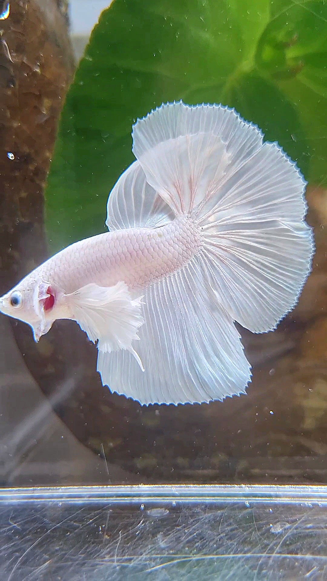 HALFMOON DUMBO EAR ROSETAIL WHITE PLATINUM BETTA FISH