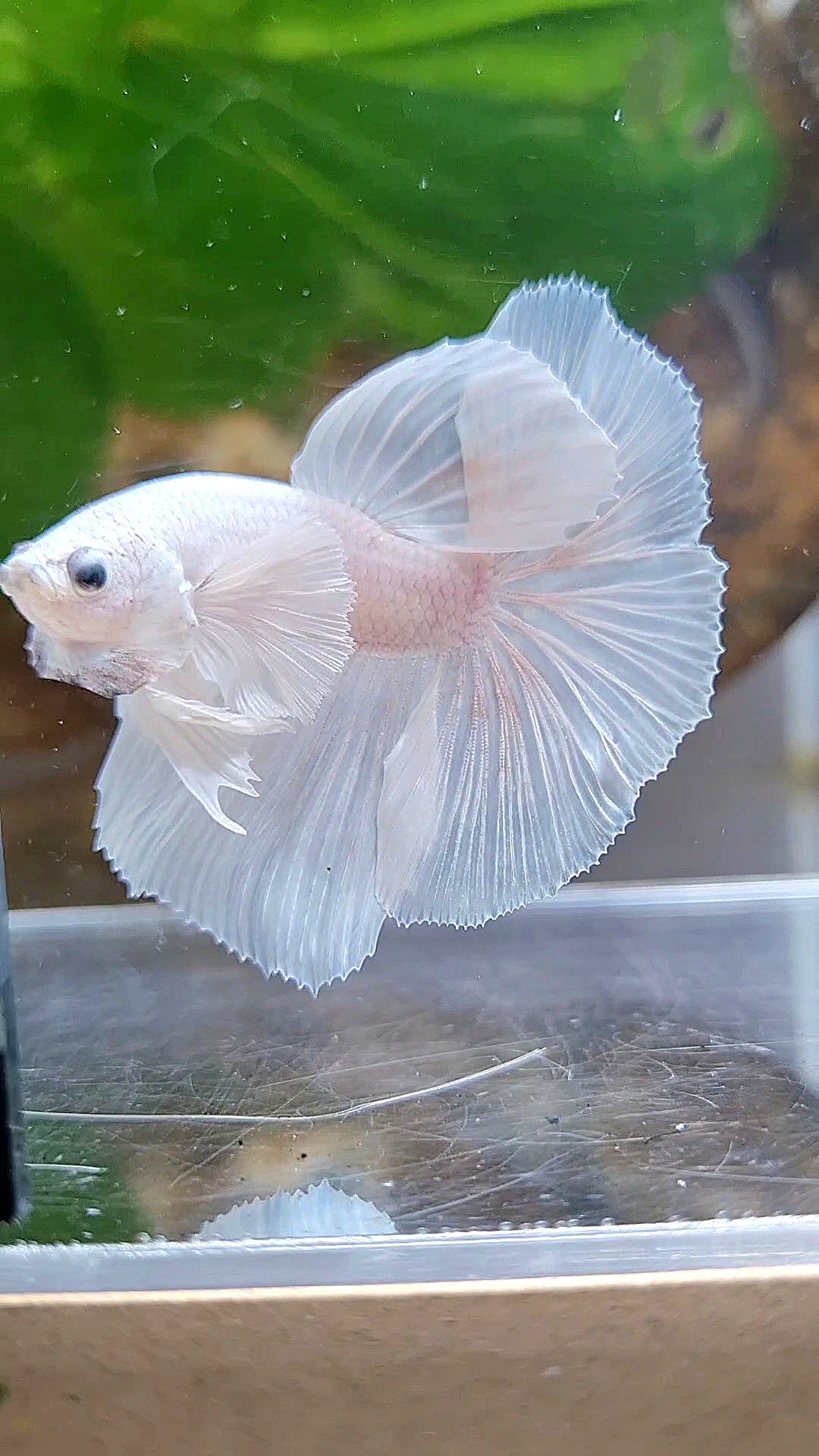 HALFMOON DUMBO EAR ROSETAIL WHITE PLATINUM BETTA FISH