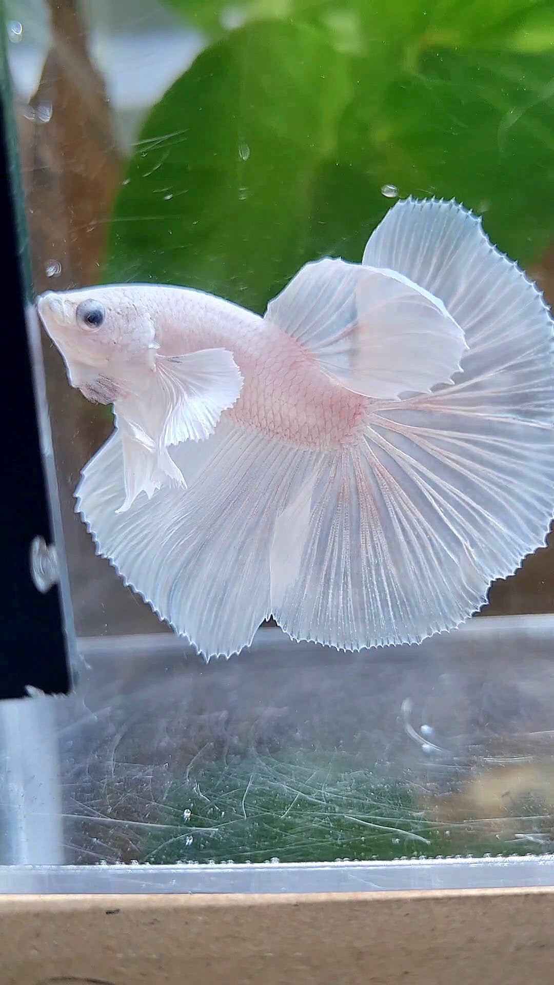 HALFMOON DUMBO EAR ROSETAIL WHITE PLATINUM BETTA FISH