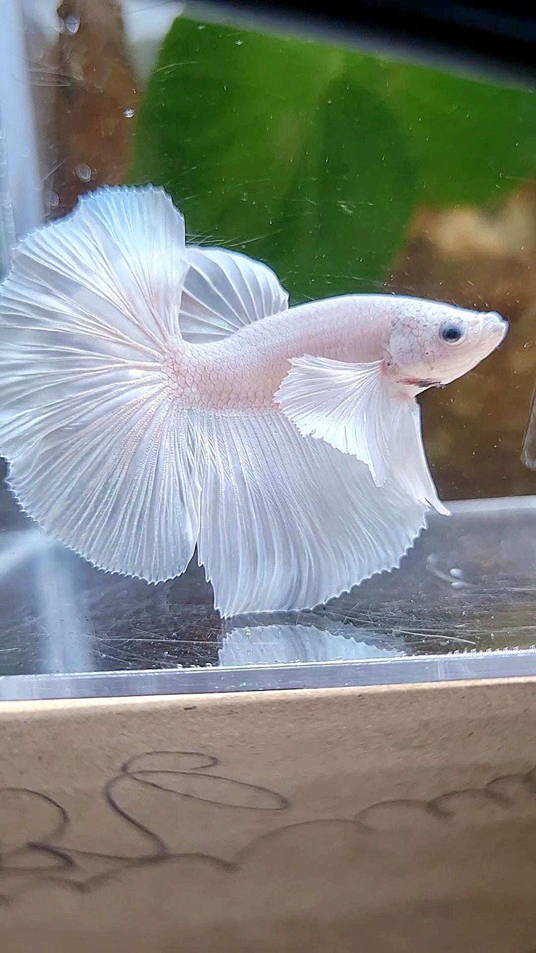 HALFMOON DUMBO EAR ROSETAIL WHITE PLATINUM BETTA FISH