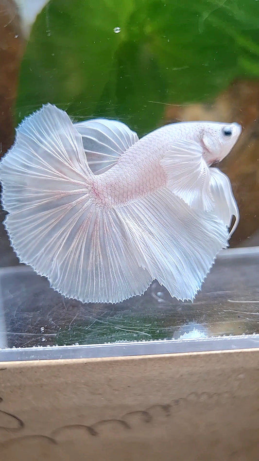 HALFMOON DUMBO EAR ROSETAIL WHITE PLATINUM BETTA FISH