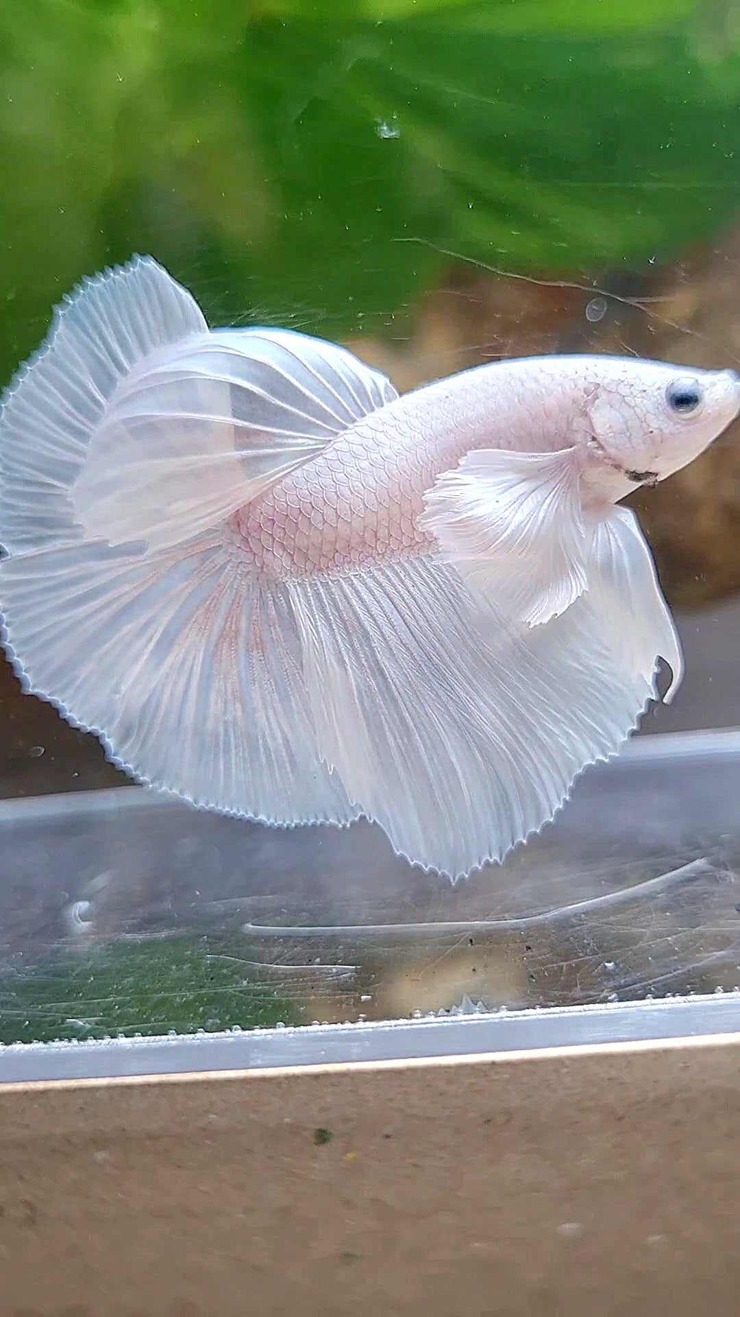 HALFMOON DUMBO EAR ROSETAIL WHITE PLATINUM BETTA FISH